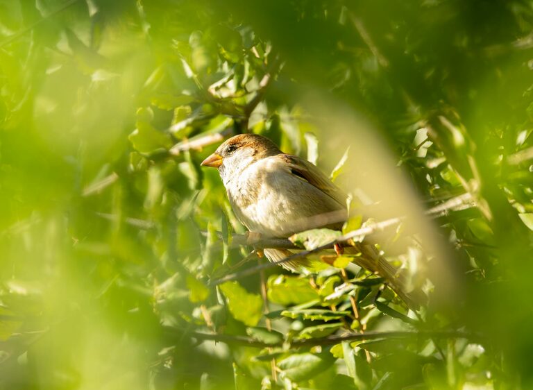 Beginner Tips for Backyard Birdwatching: A Simple Guide to Getting Started